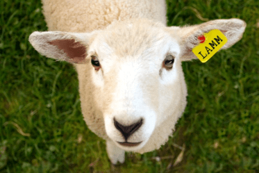 Lamm Karenzzeit Fructoseintoleranz