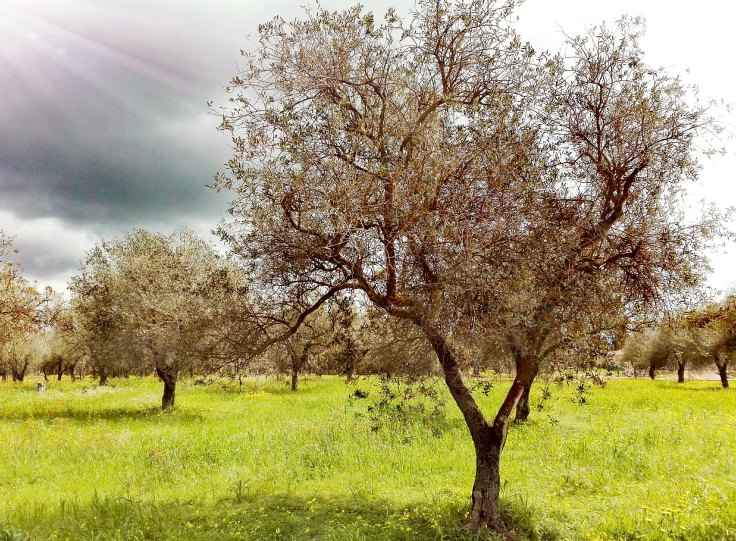 was darf ich essen Sardinien italien olivenbaum