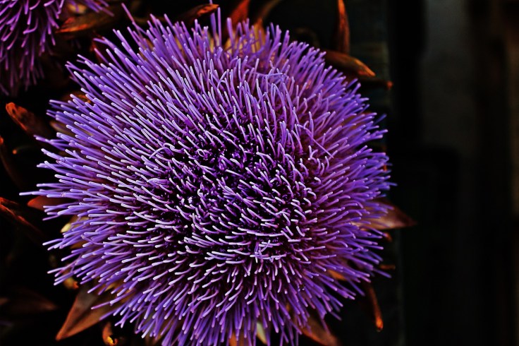 Fructoseintoleranz Artischocke