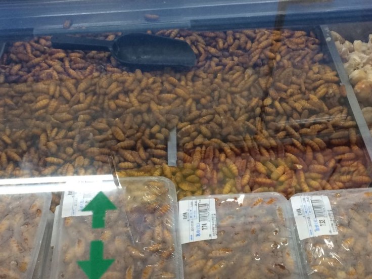 insekten fructosefrei
