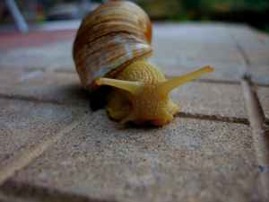 macro photo of yellow snail on ground