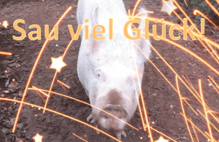 schwein Fructoseintoleranz