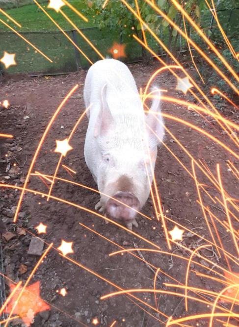 viel Glück fructoseintoleranz